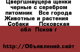 Цвергшнауцера щенки черные с серебром питомник - Все города Животные и растения » Собаки   . Псковская обл.,Псков г.